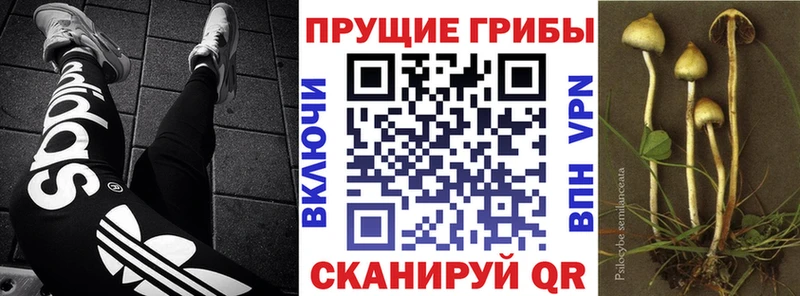 Псилоцибиновые грибы MAGIC MUSHROOMS  Купить  Губкин 
